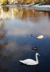 swans on river in urban autumn landscape