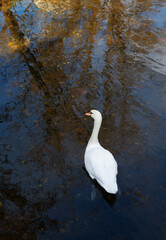 white swan on water in autumn top view