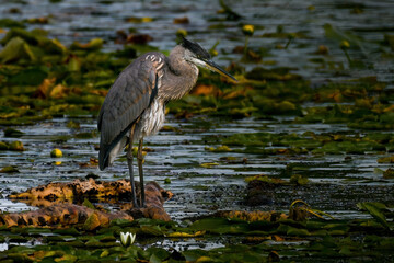 grumpy great blue heron