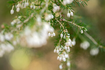 A close up of a branch with white flowers. The flowers are small and clustered together. Selective focus.