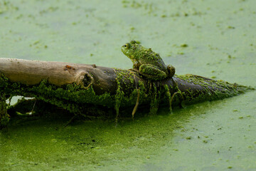frog on a log