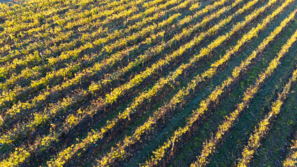 Vineyard Rows in Golden Morning Light