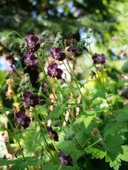 Geranium phaeum perennial - bodziszek żałobny 