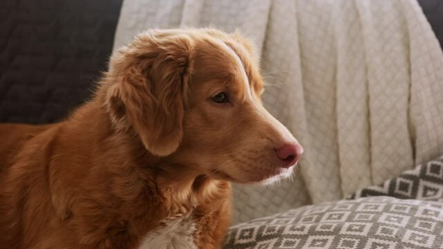 Portrait Of Adorable toller Retriever Dog At Home