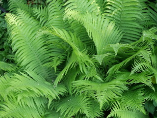fern leaves - Matteuccia struthiopteris