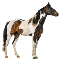 Single Brown horse Picture animal on a white background