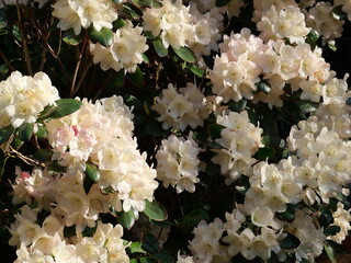 Spring white rhododendron