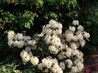 Spring white rhododendron