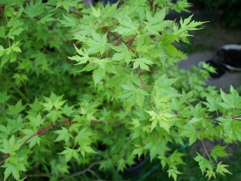 Acer palmatum - green japanese garden 