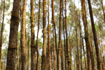 Blur background of a forest with dense trees in sunny weather.