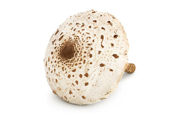 Parasol mushroom or Macrolepiota procera isolated on white background