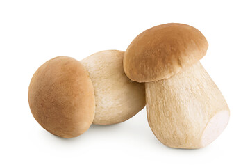 Fresh porcini cep mushroom isolated on white background with full depth of field