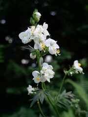 Polemonium caeruleum album
wielosił biały