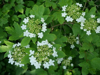 Kalina koralowa - Viburnum opulus in spring bloom