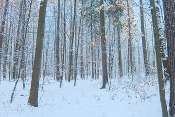 Serene winter forest blanketed in pristine snow, showcasing frosted trees, calm, cold atmosphere, feelings of peace, solitude