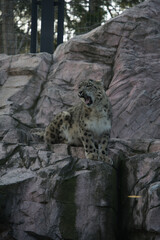 円山動物園の撮影したユキヒョウ