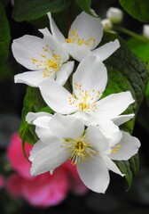 white and cream flowers with green leaves 