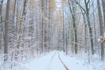 Serene winter forest blanketed in pristine snow, showcasing frosted trees, calm, cold atmosphere, feelings of peace, solitude