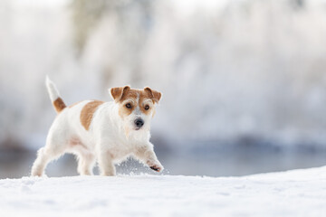 Hunting dog in the forest. Wirehaired Jack Russell Terrier on a walk. Pet runs on white snow in the...