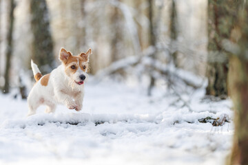 Hunting dog in the forest. Wirehaired Jack Russell Terrier on a walk. Pet runs on white snow in the park. Playing with an animal in nature