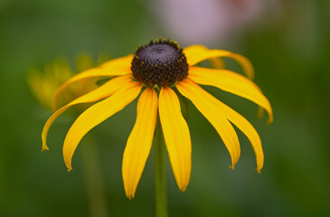 yellow close up of a coneflower and pollen pistils, brown pollen pistils, colorful flower blossoms, yellow coneflower, pretty flower with pollen pistil, yellow petals and colorful background
