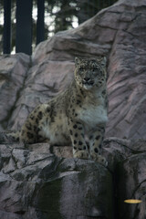 円山動物園の撮影したユキヒョウ