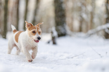 Hunting dog in the forest. Wirehaired Jack Russell Terrier on a walk. Pet runs on white snow in the...