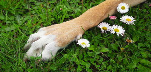 Dog paw on background of grass with flowers banner. Close up brown pet paw with white toes on summer lawn. Horizontal header for website, blog, pet store, grooming salon