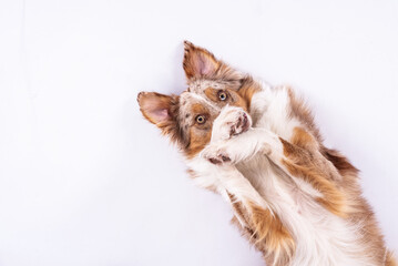 Hund liegt auf dem Rücken und schämt sich