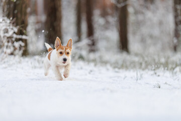 Hunting dog in the forest. Wirehaired Jack Russell Terrier on a walk. Pet runs on white snow in the park. Playing with an animal in nature