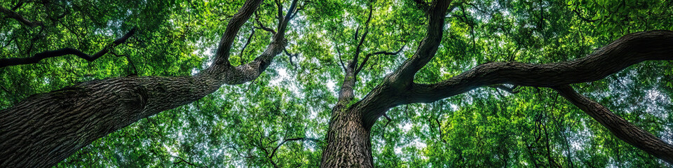 Obraz premium A dense forest is home to towering trees, their branches reaching skywards, intertwining to create a natural canopy of green.