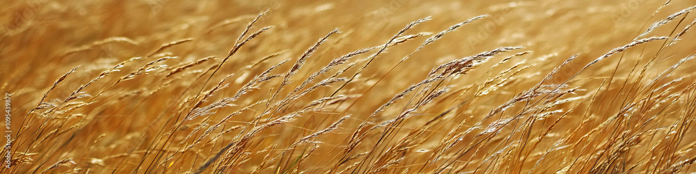 Poster prairie patterns: a field of tall grass sways gently in the wind, revealing delicate patterns and te