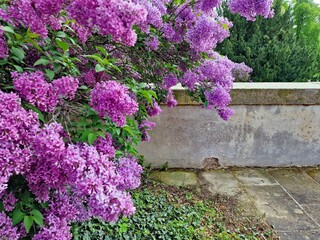 Blooming lilac near the castle wall. Ploskovice, Czech Republic, Europe.