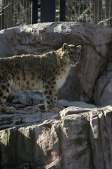 Fototapeta premium 円山動物園の撮影したユキヒョウ