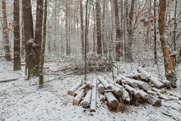 forest in snow in late November