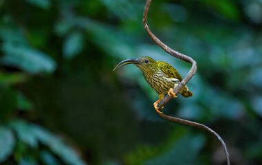 Long-billed Spiderhunter The upper body, wings and tail are greenish yellow. The neck and lower body are grayish-white. Shins and feet are bright orange.(Streaked spiderhunter )