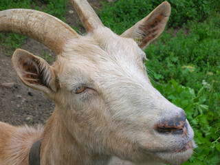 A goat head and a green meadow