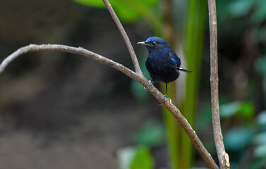 Thailand bird watching, wild life.White-tailed robin