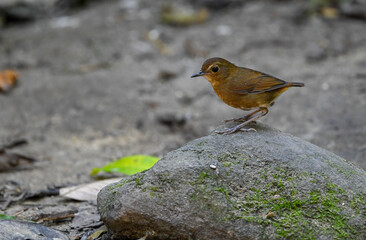 Thailand bird watching, wild life.( Lesser shortwing )