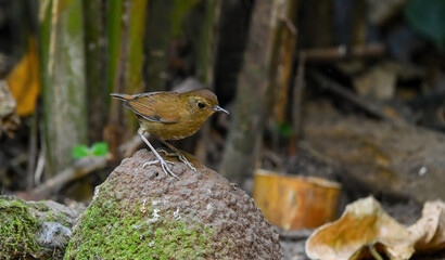 Thailand bird watching, wild life.( Lesser shortwing )