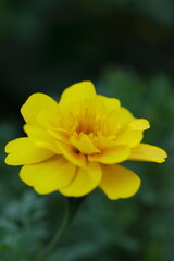 黄色いマリーゴールド