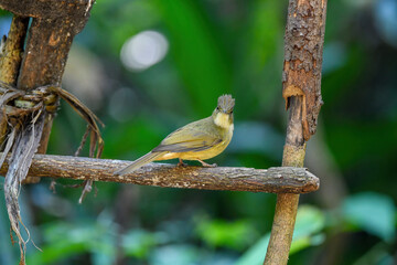 Thailand, bird and wildlife. Ochraceous bulbul on tree branch.