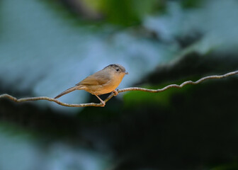 White-rumped mole in Thailand, birds and wildlife animals. Great tit bird sitting on a branch in early spring. ( Pellorneidae )