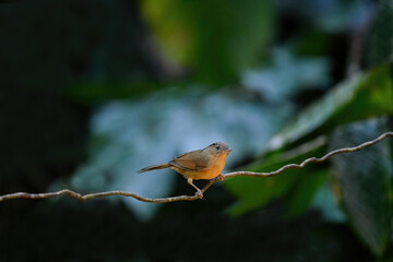 White-rumped mole in Thailand, birds and wildlife animals. Great tit bird sitting on a branch in early spring. ( Pellorneidae )