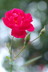 Fototapeta premium 赤いツバキの花