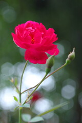 木漏れ日の中の赤いツバキ