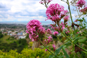 Vivid Pink Valerian Blossoms Overlooking Scenic Cityscape