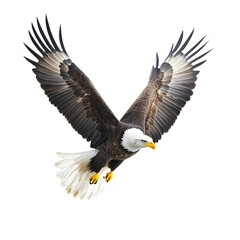 Fototapeta premium bald eagle in flight on transparent background