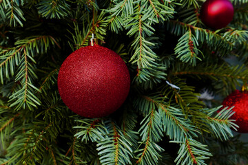 Red Christmas ball on tree, close up               