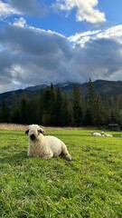sheep in the mountains